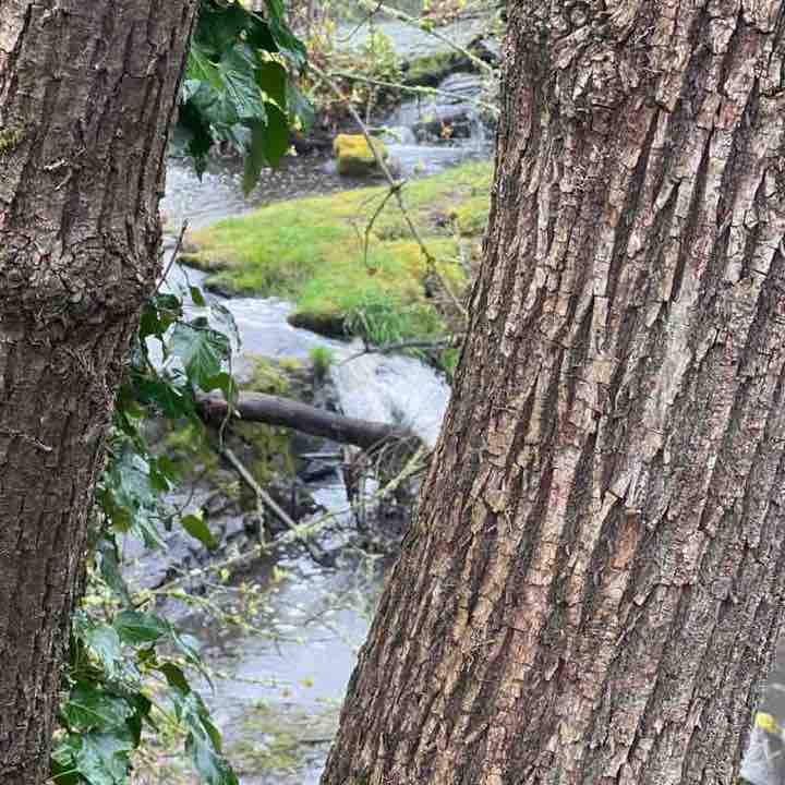 Karakal KariZma XotiKatz post 1