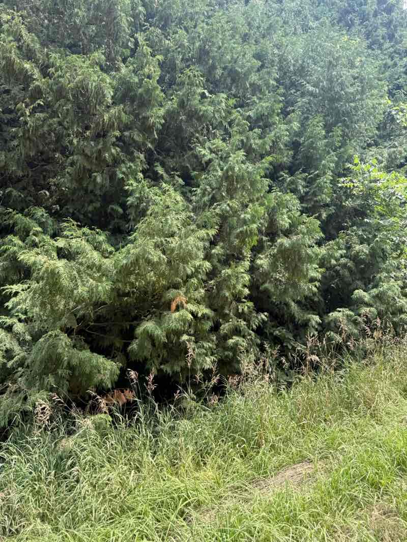 walking near me in Fox Run Park in summer
