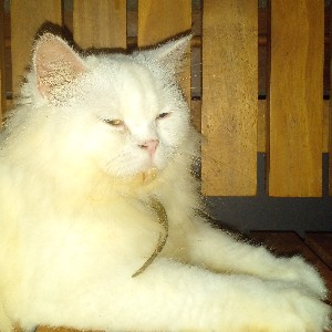 neja fathima profile