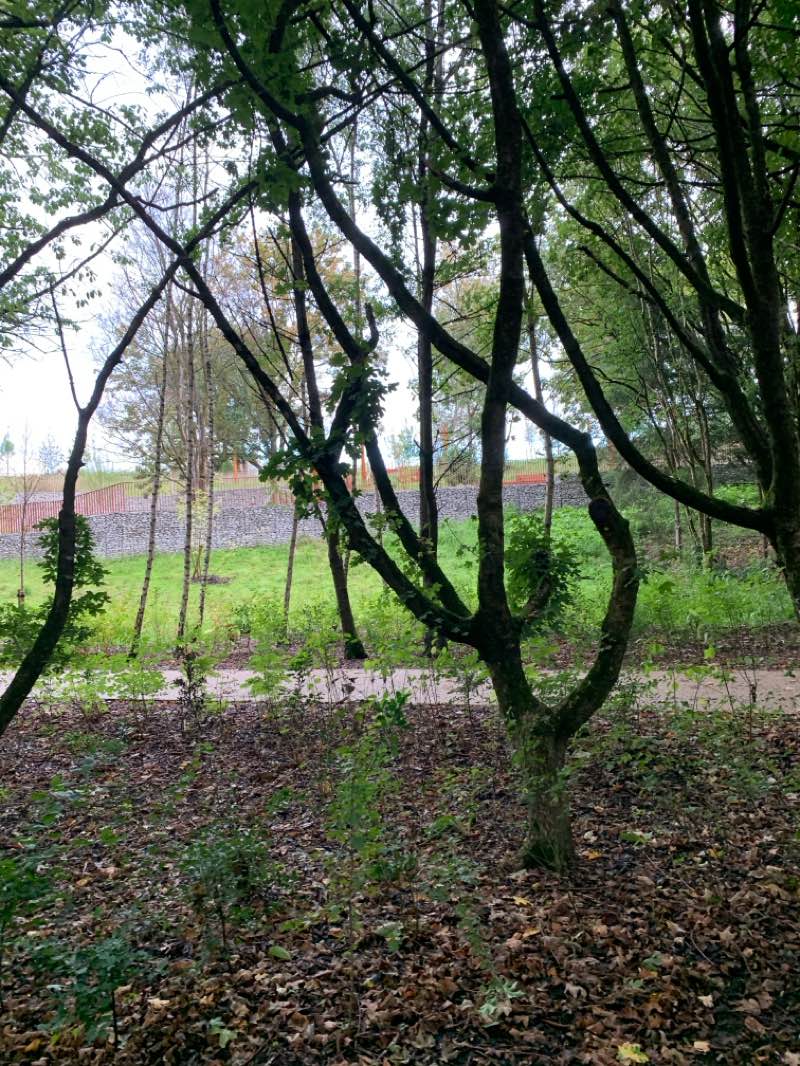 walking near me in Angel Meadow in autumn