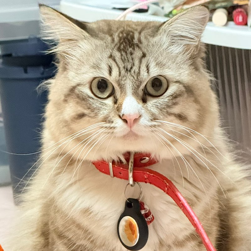 Sloth Runner_kai icon