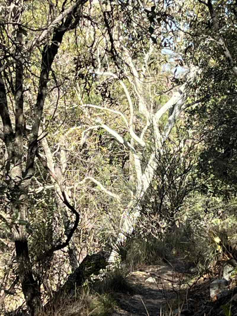 walking near me in Mount Wrightson Wilderness in winter