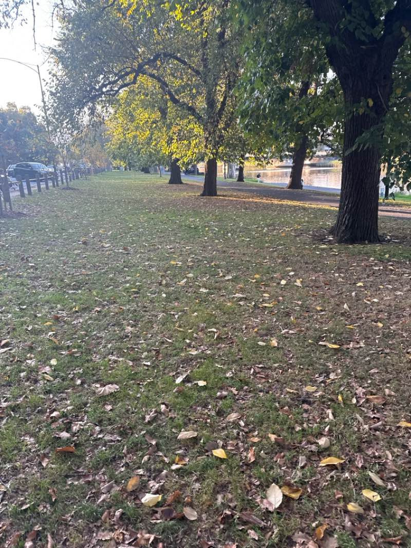 walking near me in Kings Domain in autumn