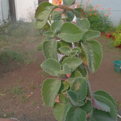 Pioneer FICS Steps Challenge Momshie post image