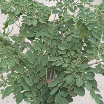 Pioneer FICS Steps Challenge Momshie post image