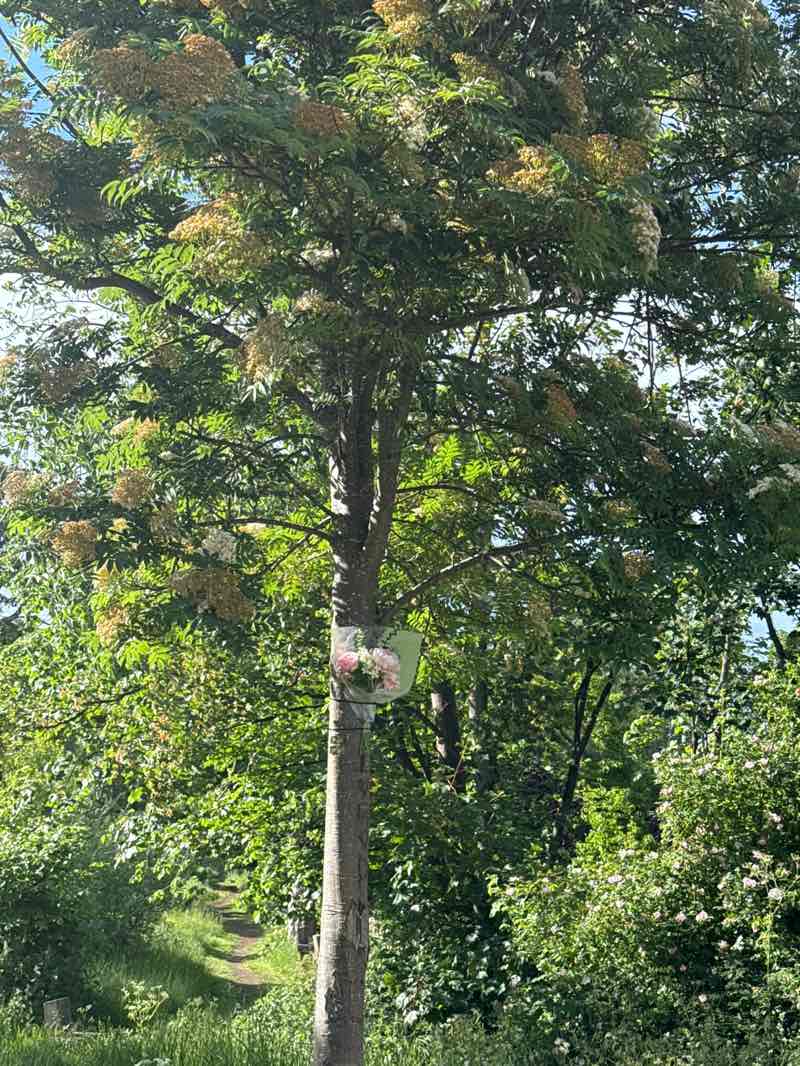 walking near me in Saughton Park Gardens in summer