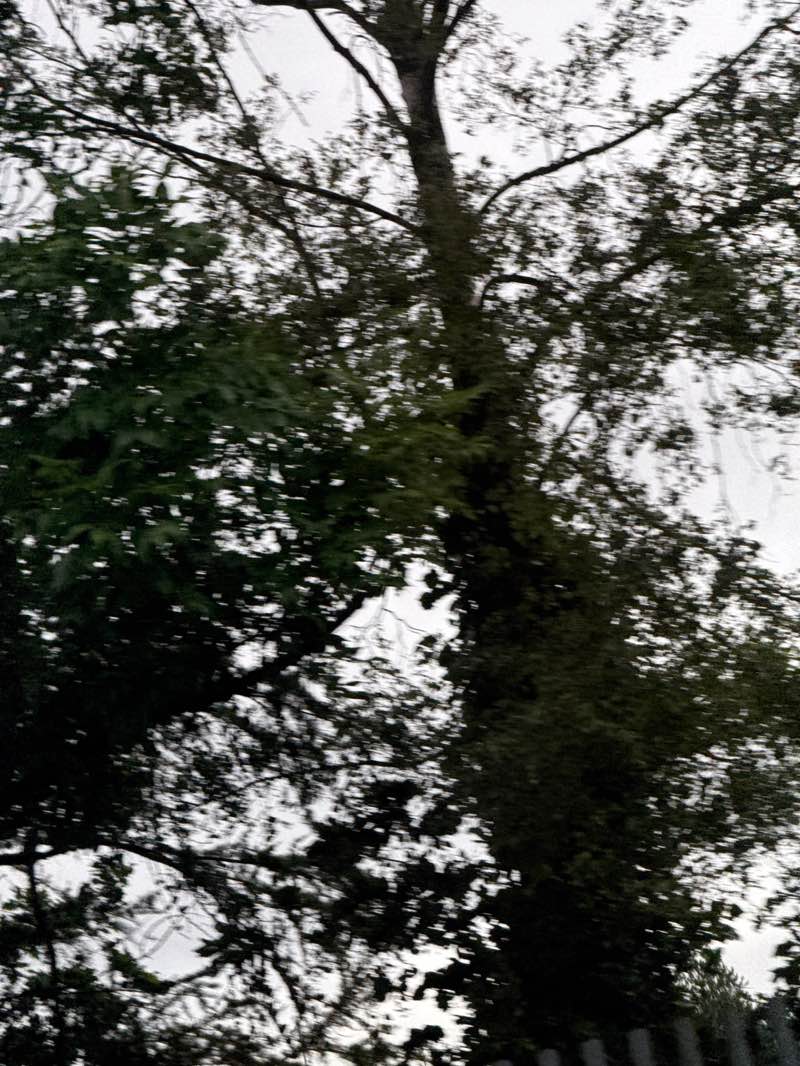 walking near me in Saughton Park in summer