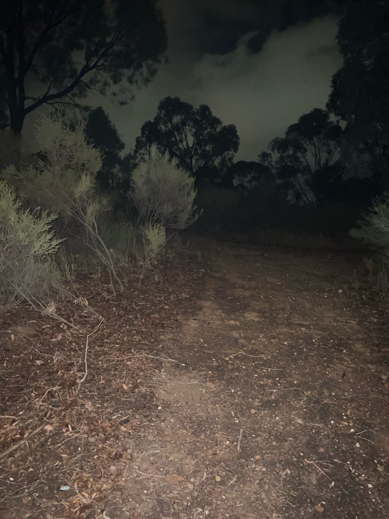 walking near me in Specimen Hill Bushland Reserve in autumn