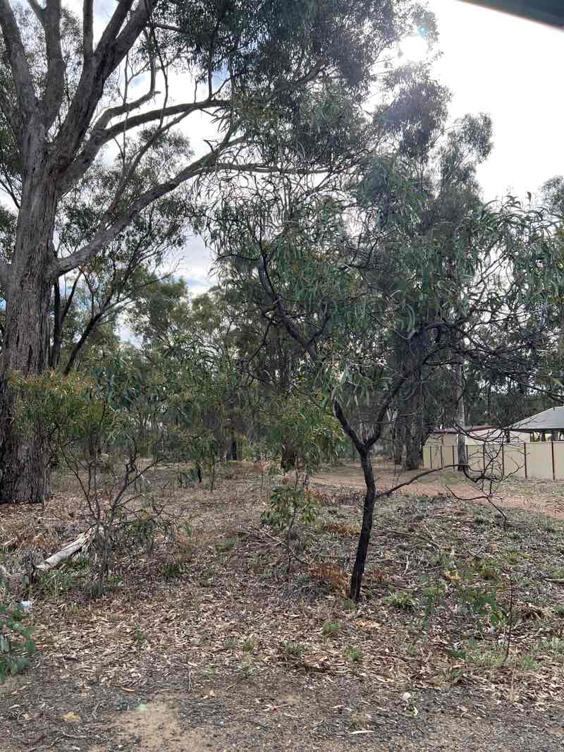 walking near me in Kangaroo Flat Lockwood Road Bushland Reserve in autumn