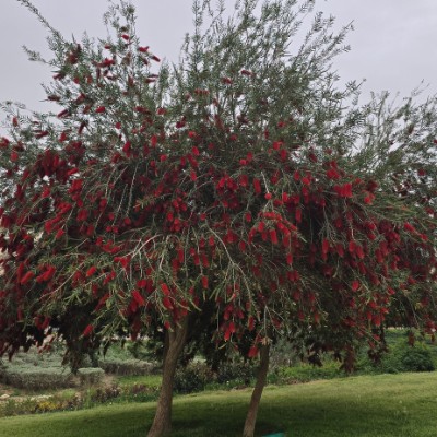 ClaynoFit Challenge Heshamxbt post image