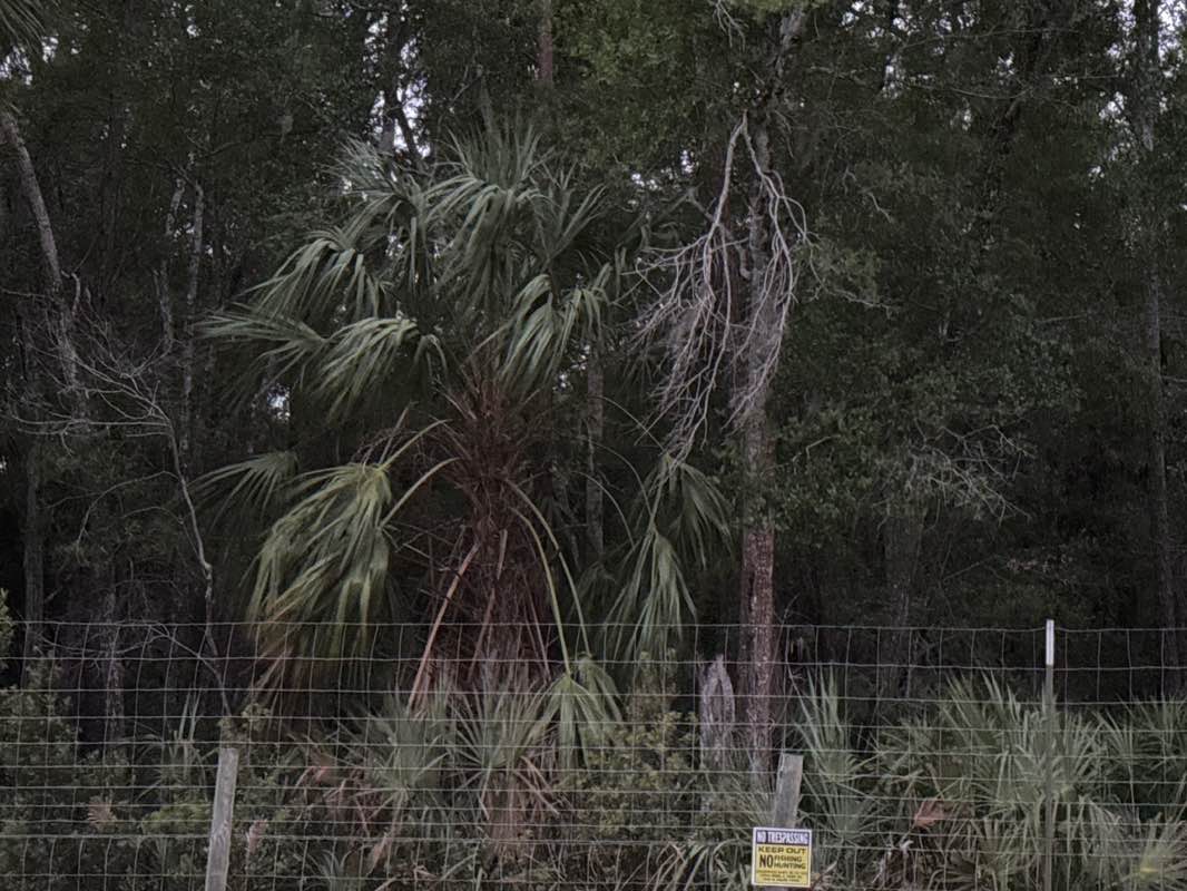 walking near me in Marjorie Harris Carr Cross Florida Greenway in spring