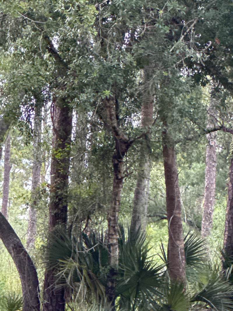 walking near me in Sleeping Turtles Preserve South in spring