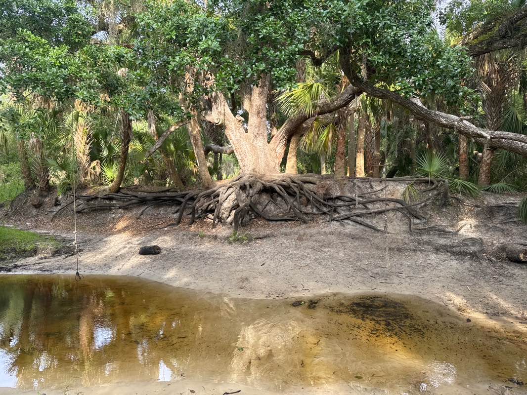 walking near me in Myakkahatchee Creek Environmental Park in spring