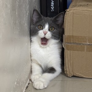 Yssabelle Chavez profile