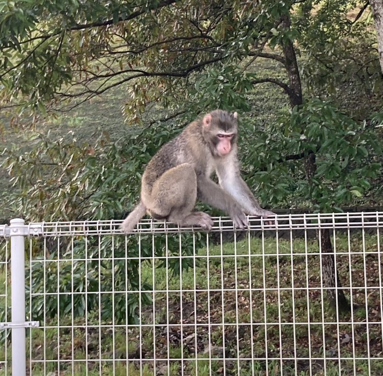 こころ