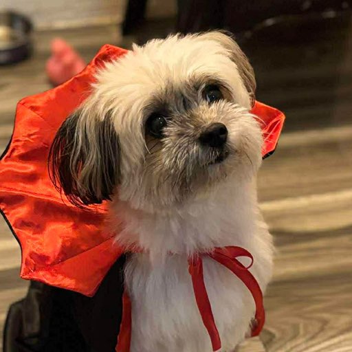 Joshua Michael profile