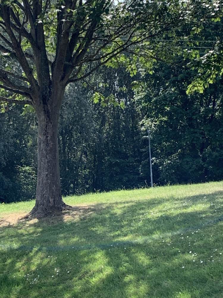 walking near me in Hoppit Mead in summer