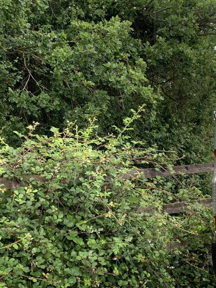 walking near me in Great Notley Country Park in summer