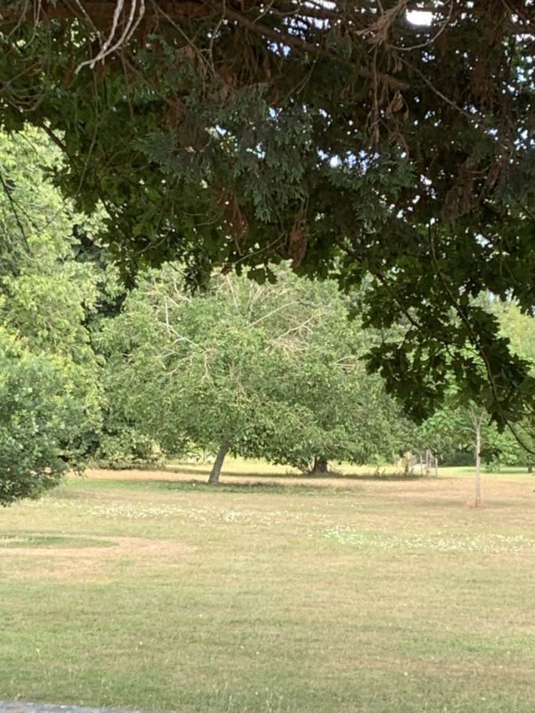 walking near me in Marshalls Park in summer