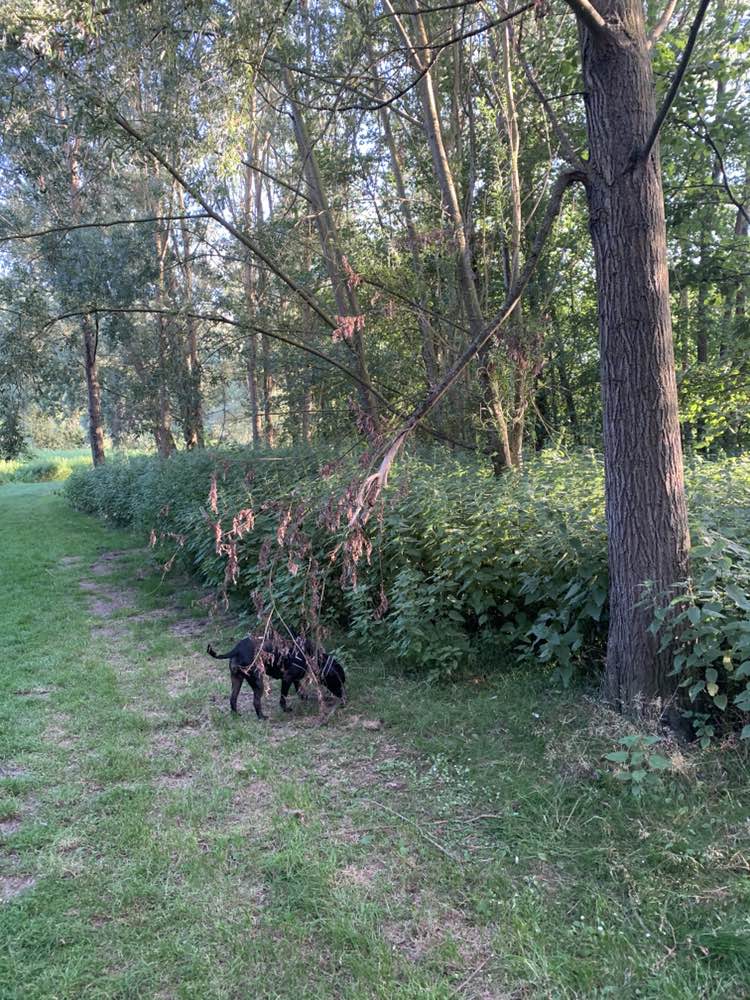 walking near me in Hoppit Mead in summer