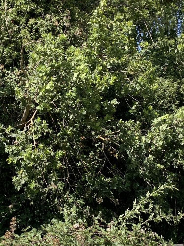 walking near me in Great Notley Country Park in summer