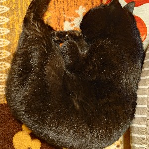 TAKASHI INOMATA icon