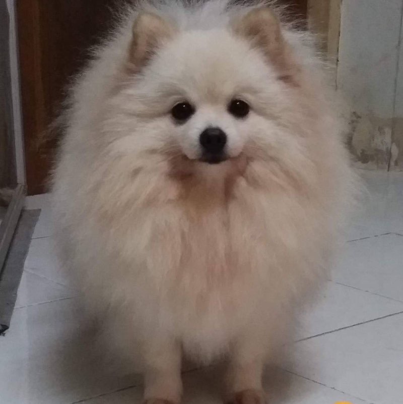 wannarat icon