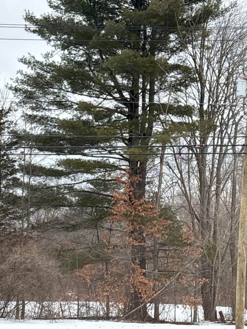 walking near me in Podick Cole Sanctuary in spring