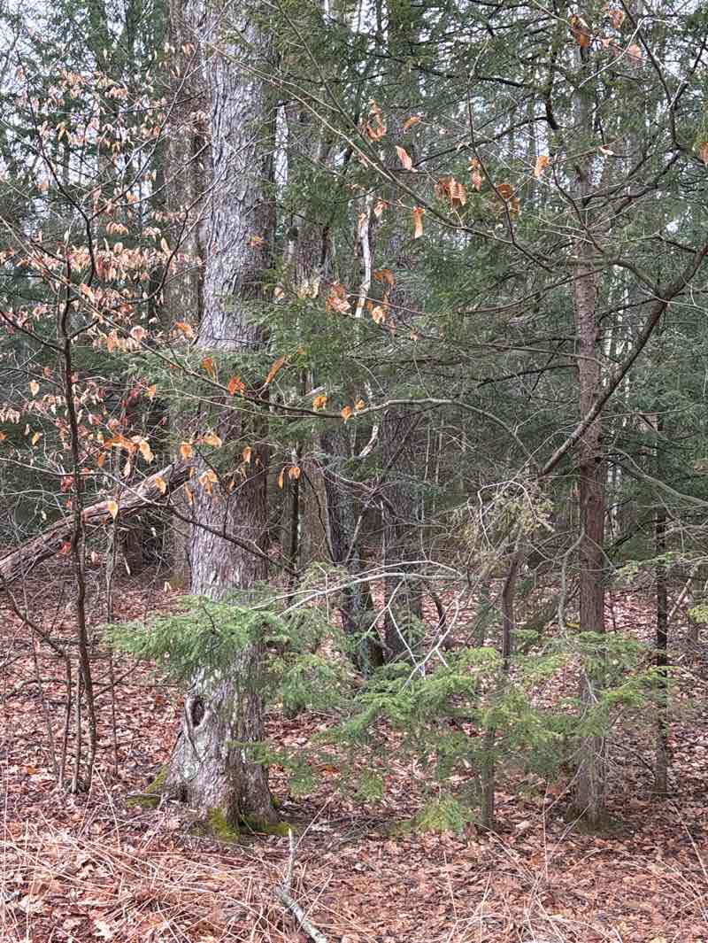 walking near me in Great Swamp Wildlife Management Area in spring