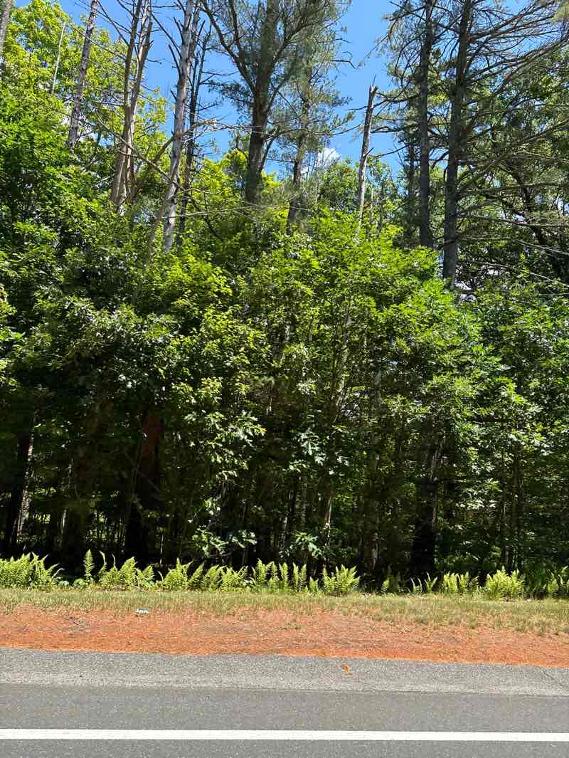 walking near me in Quabbin Reservoir Watershed in summer
