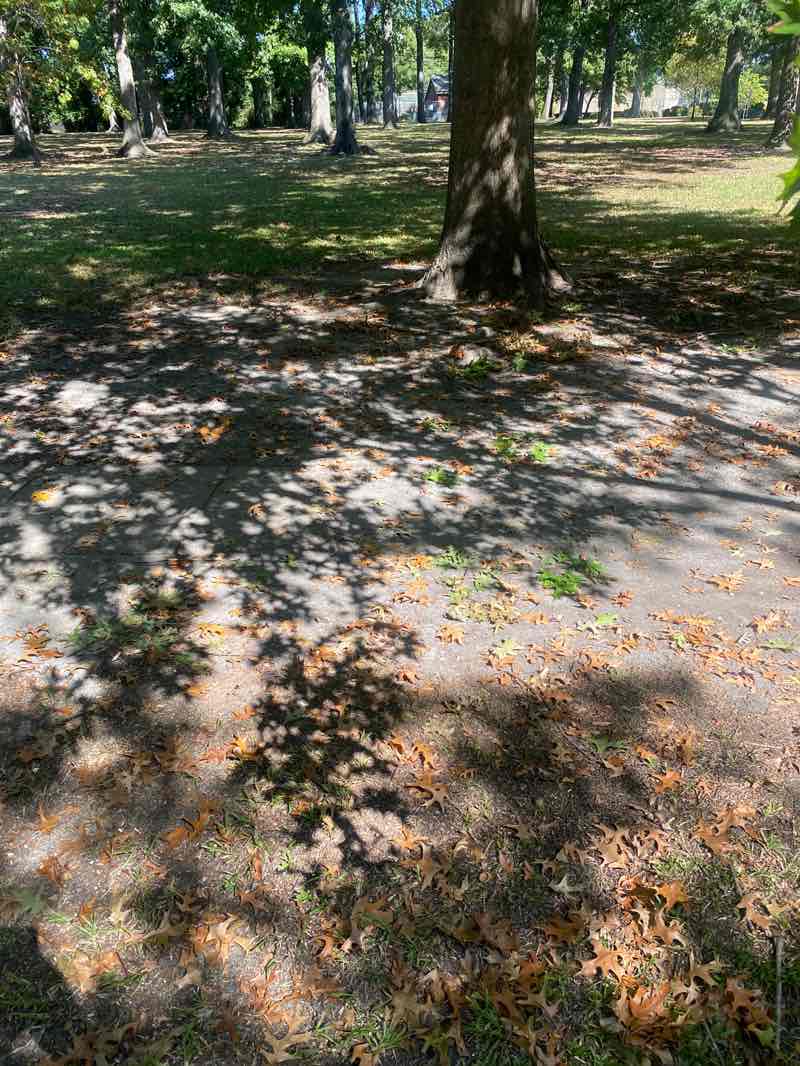 walking near me in Jeff Robertson Park in autumn