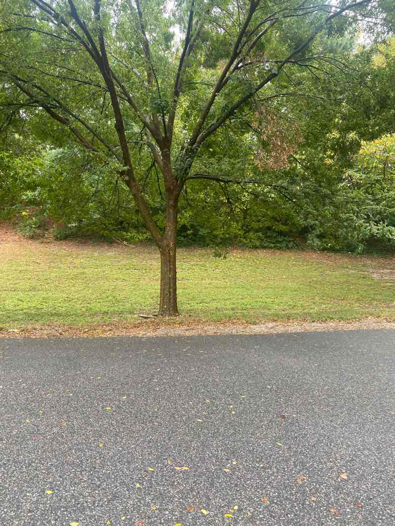 walking near me in Poplar Hall Park in autumn