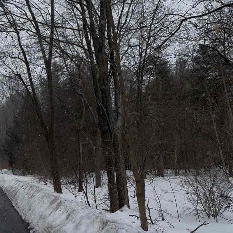 MEIDS Step Challenge Siobhan post image