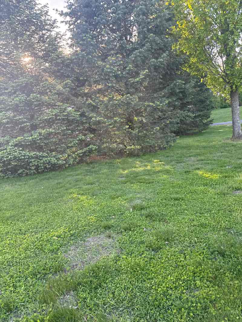 walking near me in Memorial Field in spring