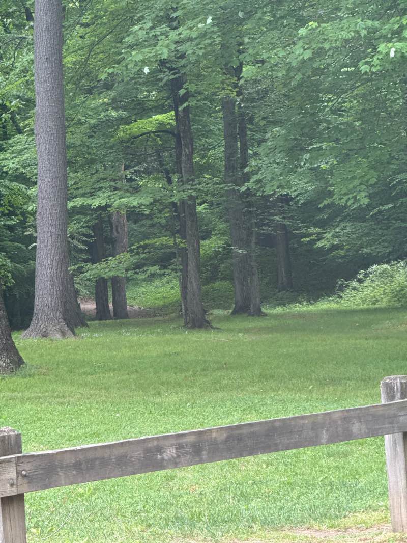 walking near me in Laurel Park in summer