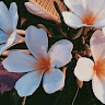 Bailee icon