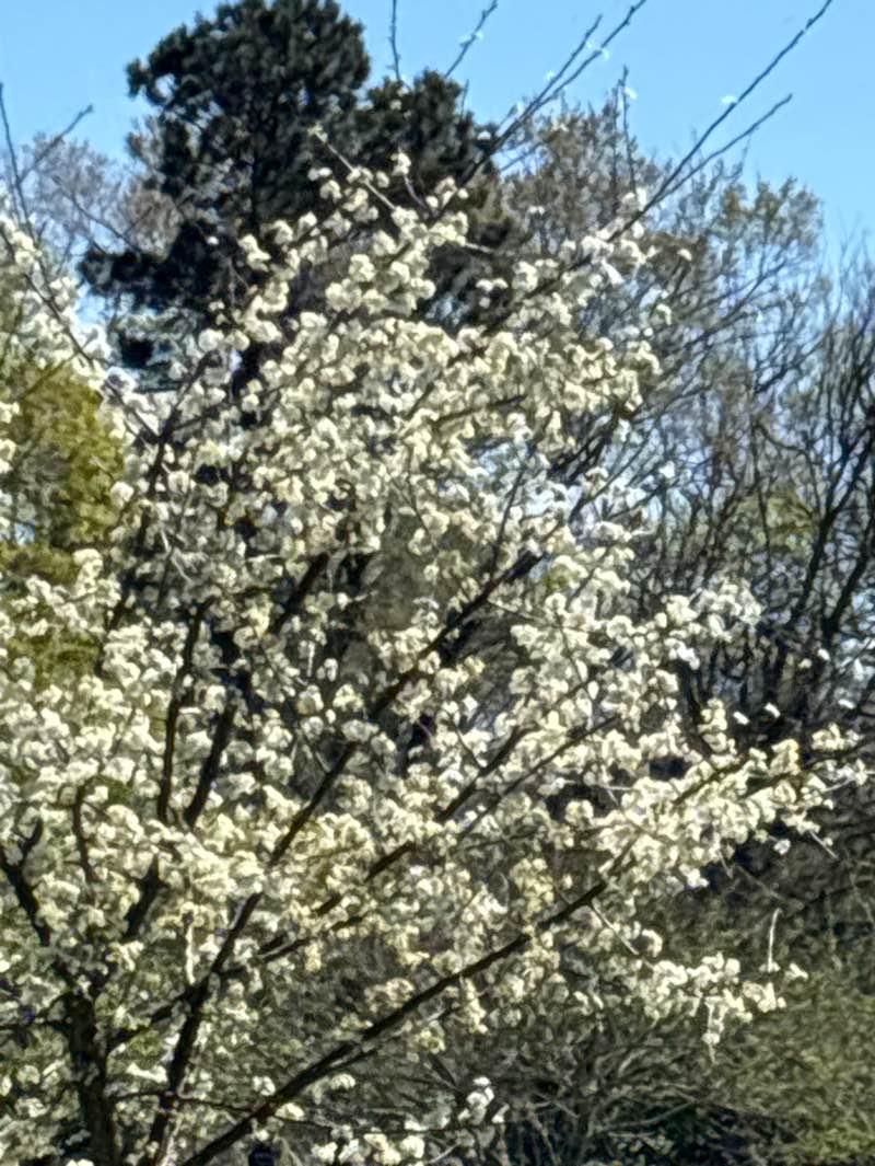 walking near me in Hoya Park in spring