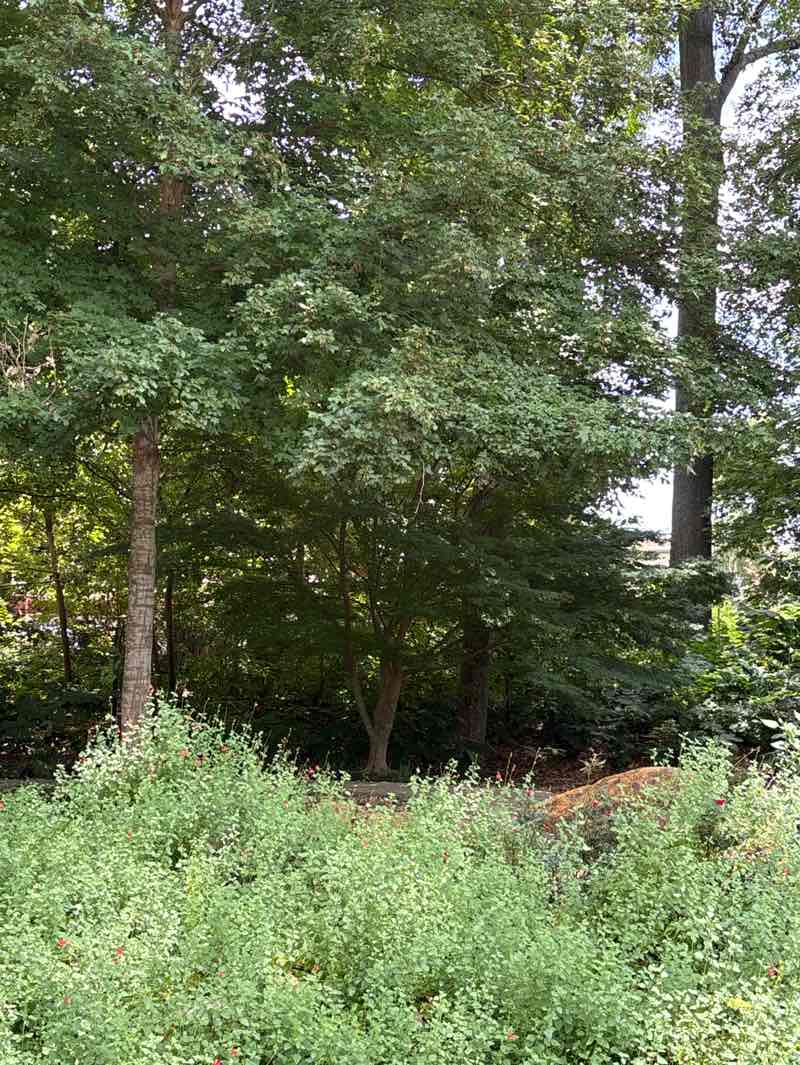 walking near me in SFA Mast Arboretum in summer