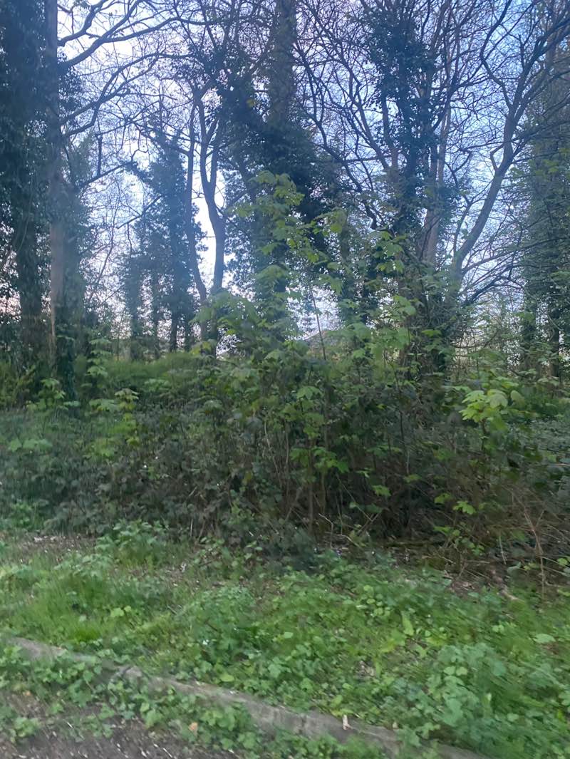 walking near me in Berry Wood in spring