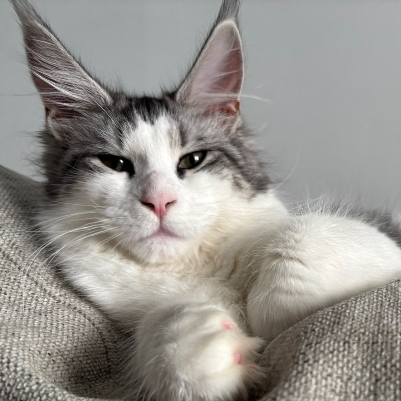 Kat