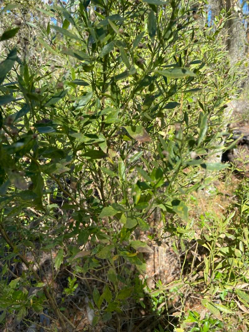 walking near me in Spruce Creek Park in winter