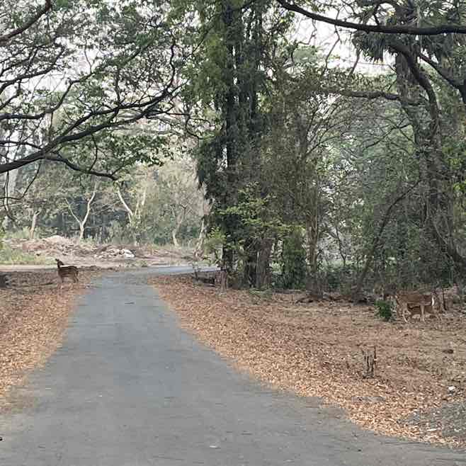 WALK  AND LOVE YOURSELF Sejal post image