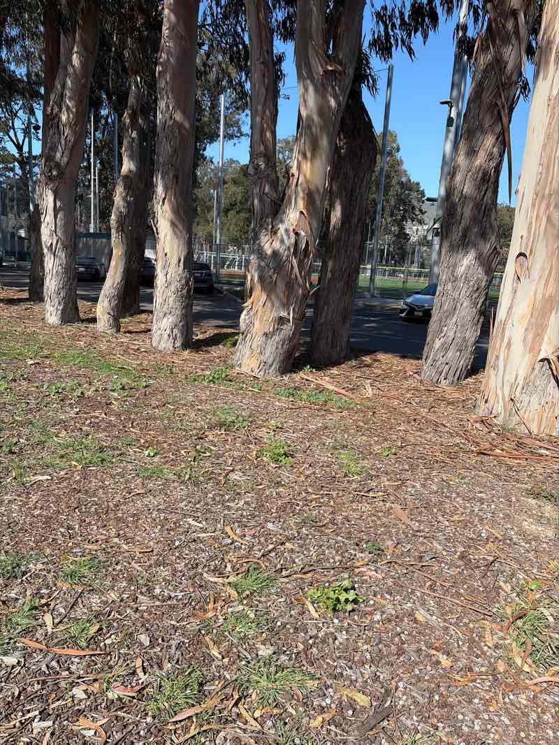walking near me in Orange Memorial Park in spring