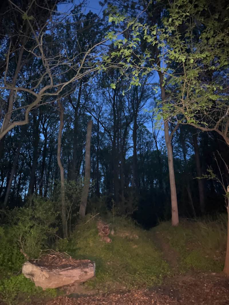 walking near me in David Force Community Park in spring