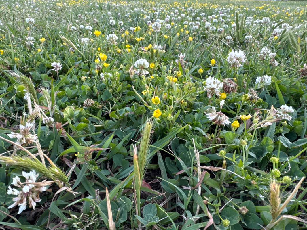 walking near me in Hampton Soccer Park in spring