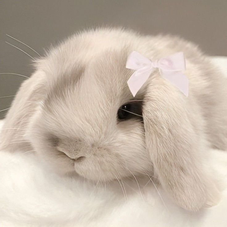 ❀.ೃ࿔