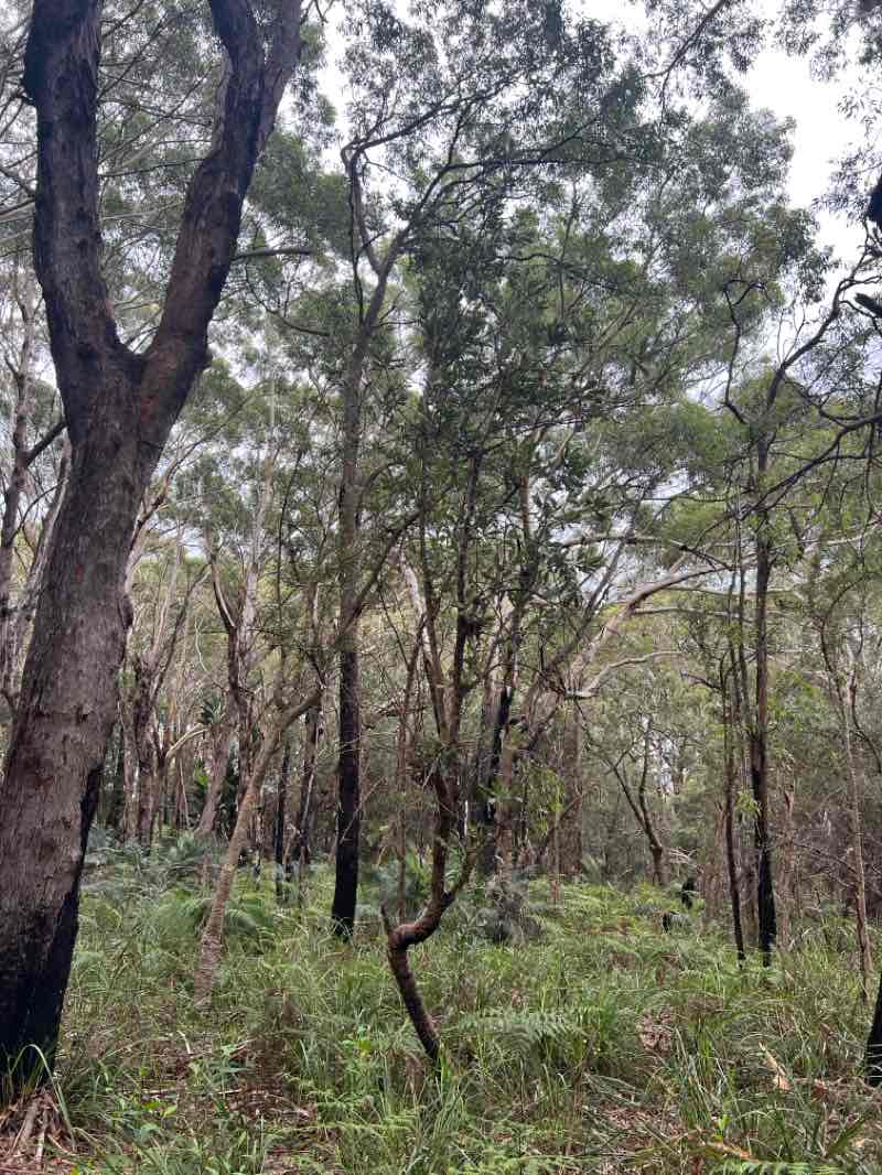 walking near me in Wyrrabalong National Park in autumn