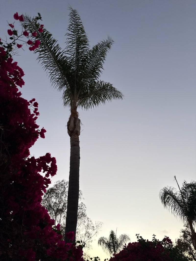 walking near me in Carrillo Ranch Park in summer
