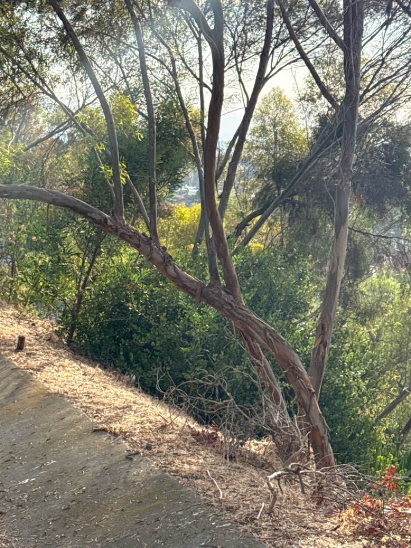walking near me in Fuerte Park in summer