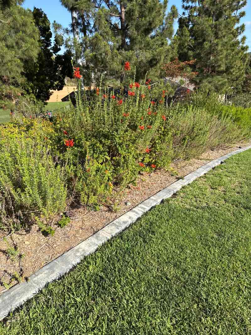 walking near me in San Elijo Hills Park in summer